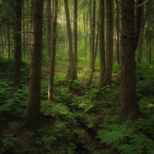Зелёный лес Карельского перешейка, Ленинградская область, фотограф Ольга Потапова