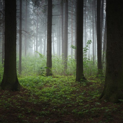 Красивый зелёный лес, фотограф Ольга Потапова