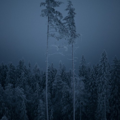 Зимний лес, фотограф Николай Степаненко