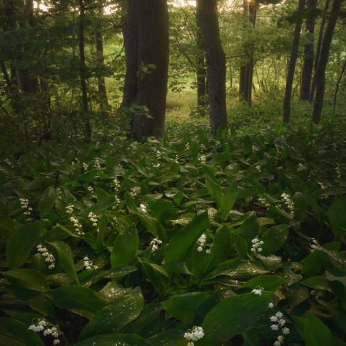 Зелёный лес Карельского перешейка, Ленинградская область, фотограф Ольга Потапова