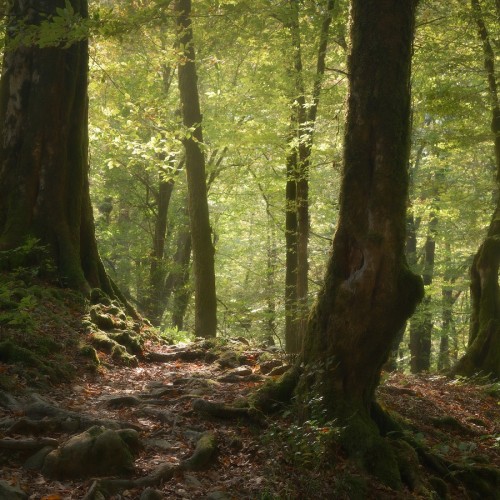 Красивый зелёный лес, фотограф Ольга Потапова