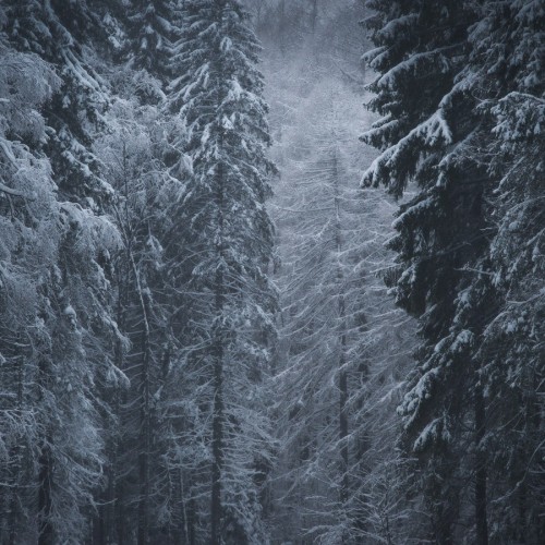 Зимний лес, фотограф Ольга Потапова