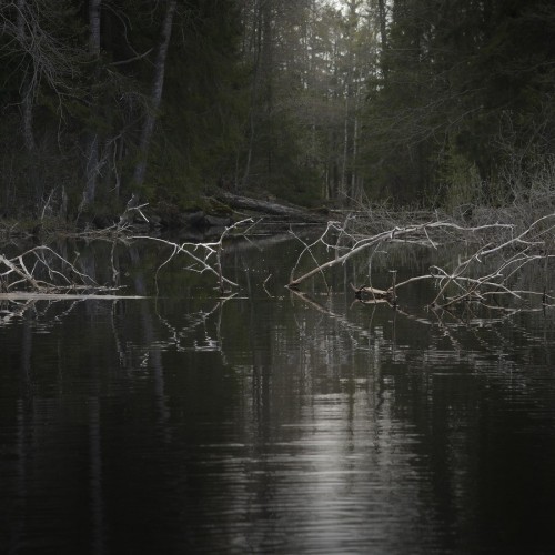 В лесах под Выборгом, дремучий северный лес, Ленинградская область, Фотограф Ольга Потапова
