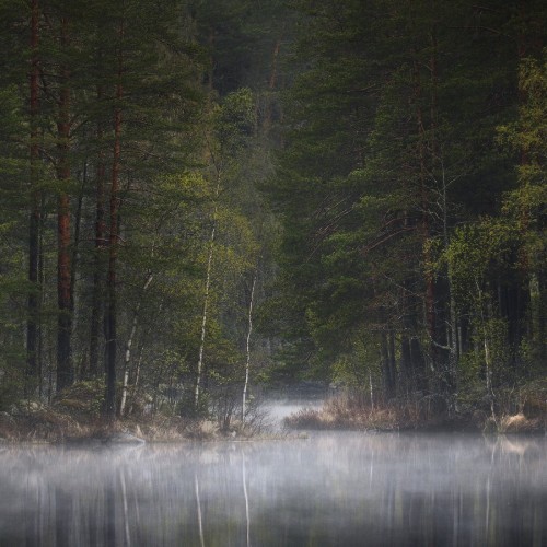 В лесах под Выборгом, дремучий северный лес, Ленинградская область, фотограф Николай Степаненко