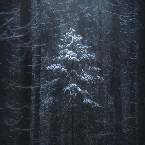 Зимний лес, фотограф Николай Степаненко