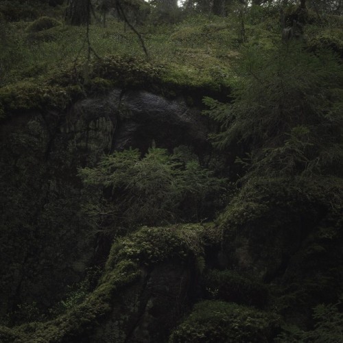 В лесах под Выборгом, дремучий северный лес, Ленинградская область, Фотограф Ольга Потапова
