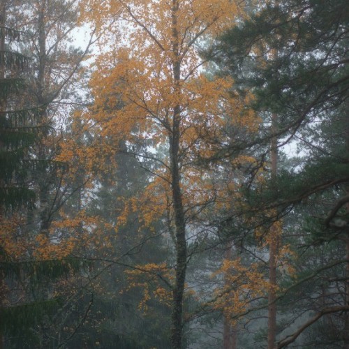 В лесах под Выборгом, дремучий северный лес, Ленинградская область, фотограф Николай Степаненко