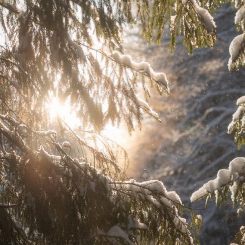 Зимний лес, фотограф Ольга Потапова