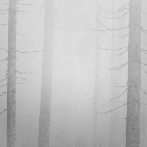 kolioli-20200311-Olga-Potapova-Fog-in-the-Forest-Karelian-Isthmus